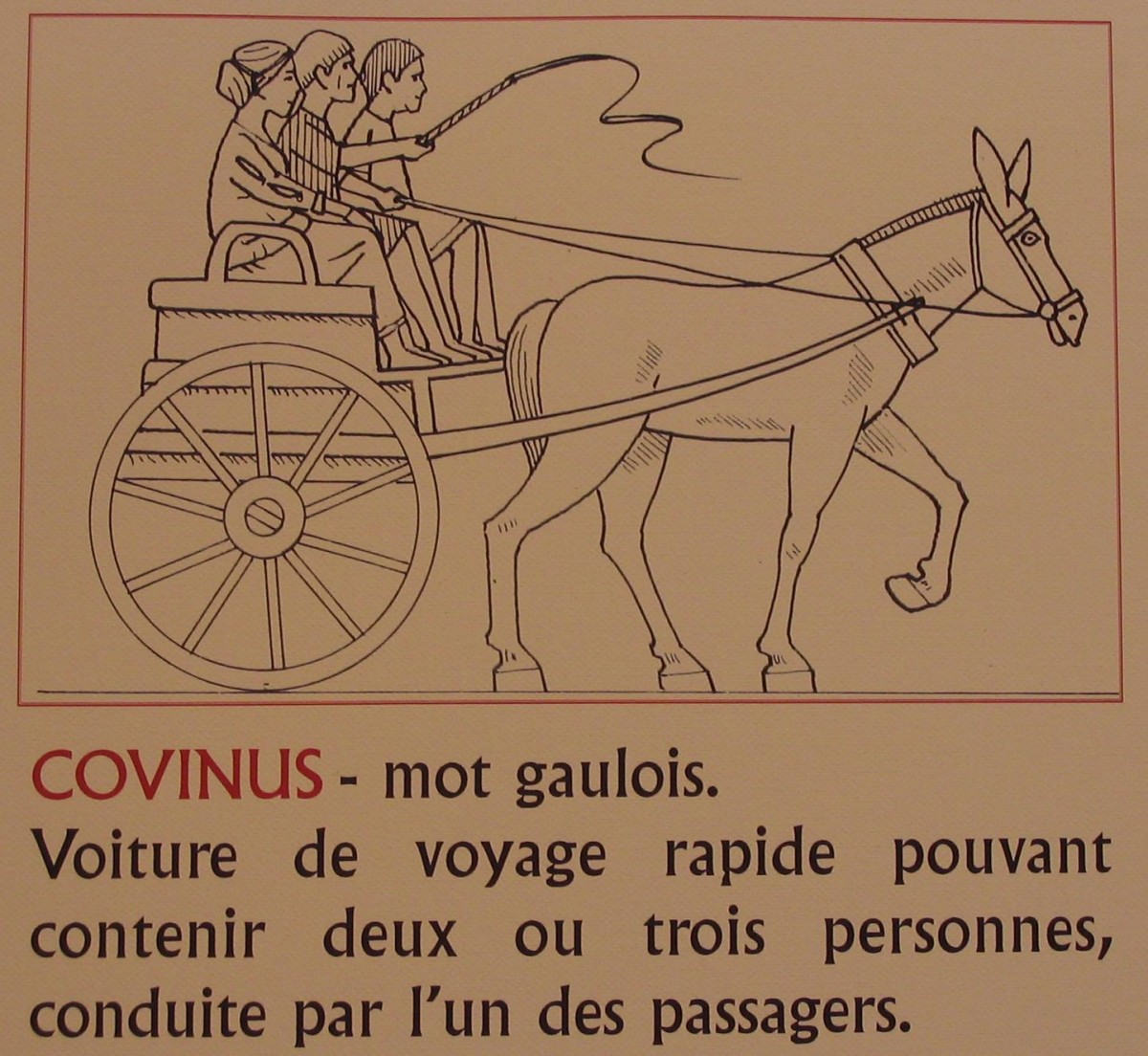 schema covinus.jpg